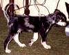The markings of a Cattle Dog...1993